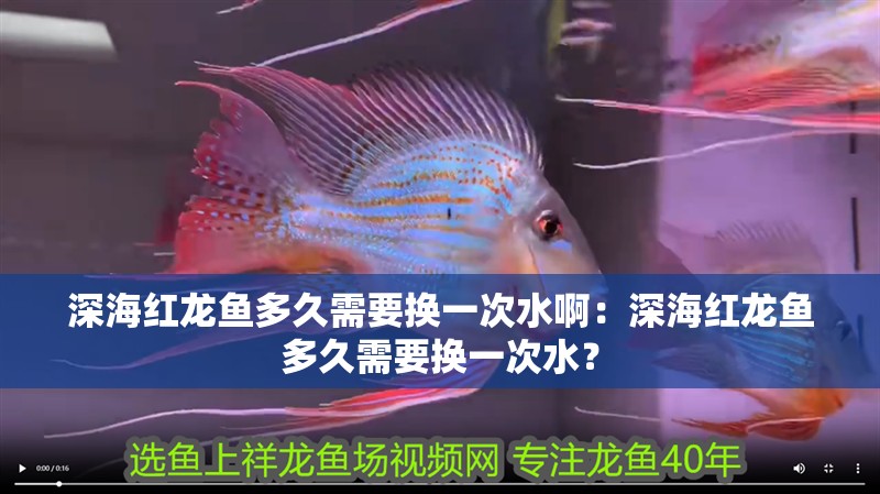 深海紅龍魚多久需要換一次水啊：深海紅龍魚多久需要換一次水？