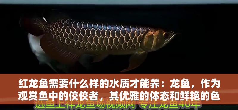 紅龍魚需要什么樣的水質才能養：龍魚，作為觀賞魚中的佼佼者，其優雅的體態和鮮艷的色彩吸引了無數水族愛好者的目光。然而，要想讓紅龍魚健康地生活，一個良好的水質環境是不可或缺的。那么，紅龍魚需要什么樣的水質呢？本文將為您詳細解答