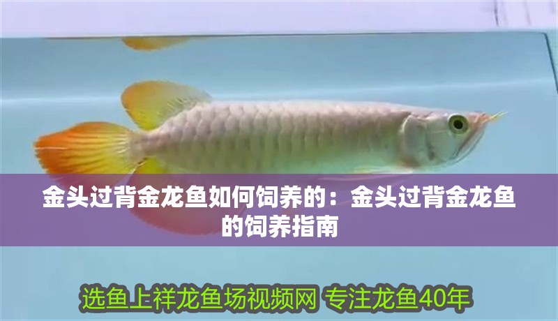 金頭過背金龍魚如何飼養的：金頭過背金龍魚的飼養指南