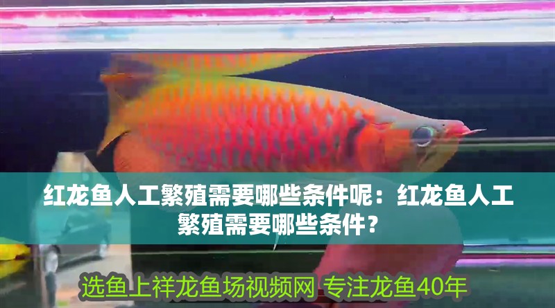 紅龍魚人工繁殖需要哪些條件呢：紅龍魚人工繁殖需要哪些條件？