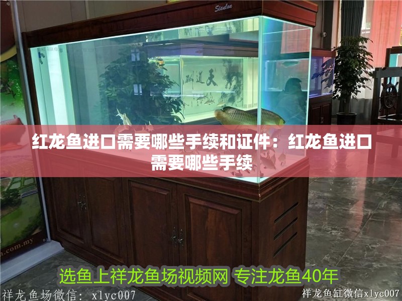 紅龍魚進口需要哪些手續和證件：紅龍魚進口需要哪些手續