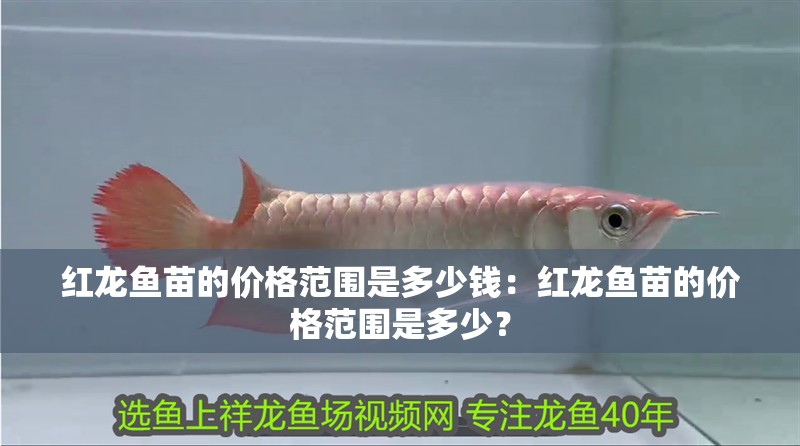紅龍魚苗的價格范圍是多少錢：紅龍魚苗的價格范圍是多少？