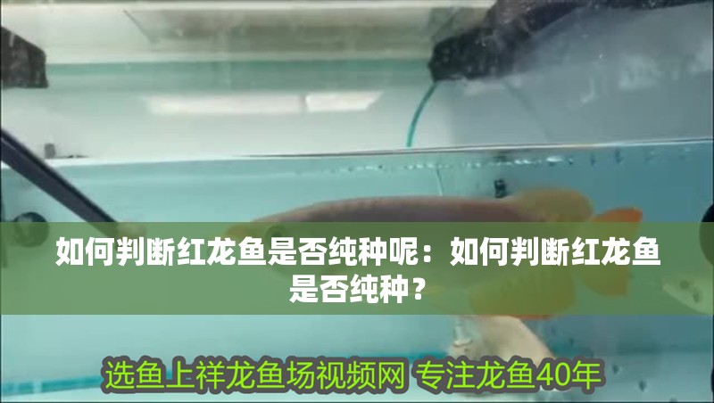 如何判斷紅龍魚是否純種呢：如何判斷紅龍魚是否純種？