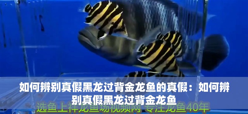 如何辨別真假黑龍過背金龍魚的真假：如何辨別真假黑龍過背金龍魚