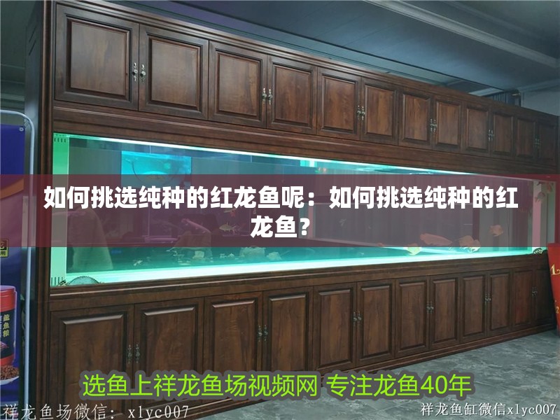 如何挑選純種的紅龍魚呢：如何挑選純種的紅龍魚？