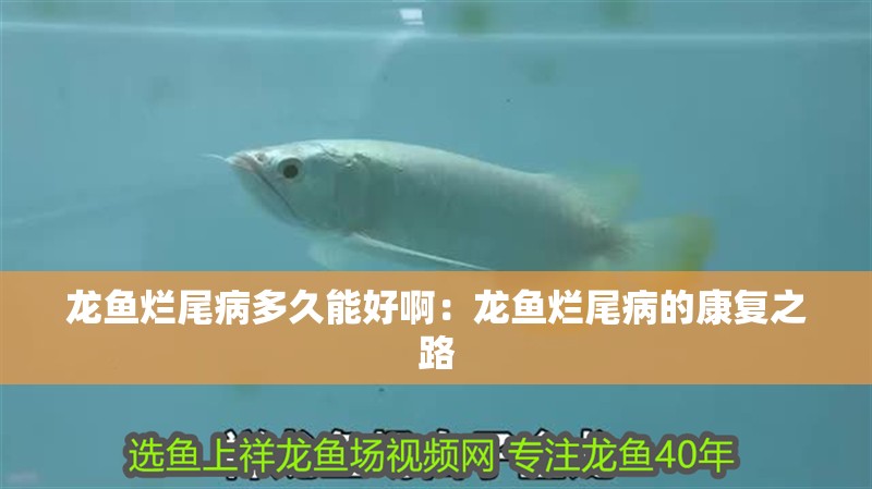 龍魚(yú)爛尾病多久能好?。糊堲~(yú)爛尾病的康復(fù)之路
