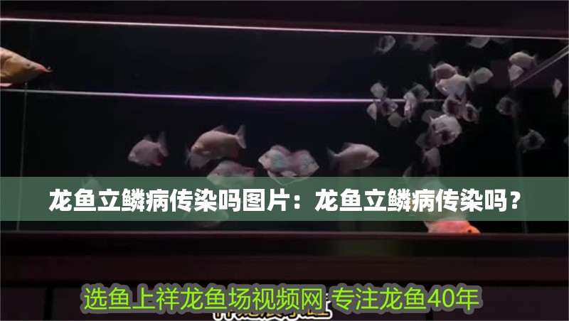 龍魚立鱗病傳染嗎圖片：龍魚立鱗病傳染嗎？