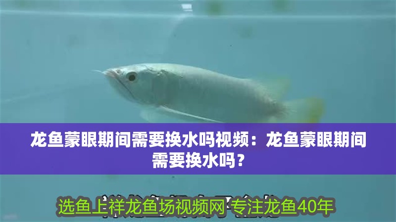 龍魚(yú)蒙眼期間需要換水嗎視頻：龍魚(yú)蒙眼期間需要換水嗎？