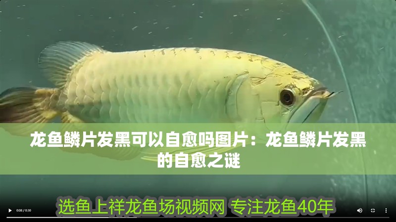 龍魚鱗片發(fā)黑可以自愈嗎圖片：龍魚鱗片發(fā)黑的自愈之謎