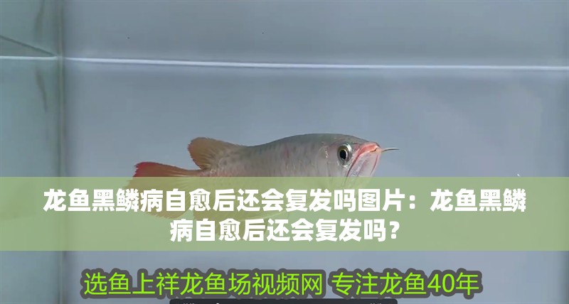 龍魚黑鱗病自愈后還會復發嗎圖片：龍魚黑鱗病自愈后還會復發嗎？