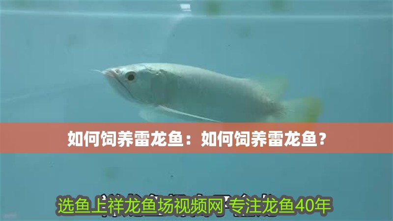如何飼養(yǎng)雷龍魚(yú)：如何飼養(yǎng)雷龍魚(yú)？