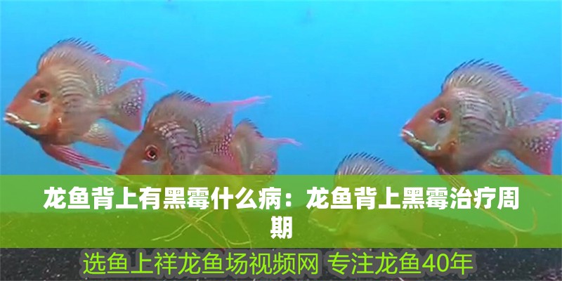 龍魚背上有黑霉什么?。糊堲~背上黑霉治療周期
