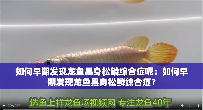 如何早期發(fā)現(xiàn)龍魚黑身松鱗綜合癥呢：如何早期發(fā)現(xiàn)龍魚黑身松鱗綜合癥？