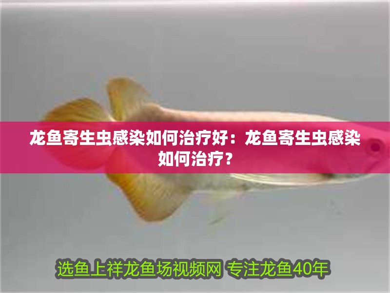 龍魚寄生蟲感染如何治療好：龍魚寄生蟲感染如何治療？