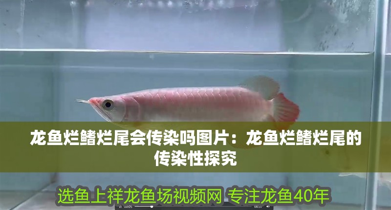 龍魚爛鰭爛尾會(huì)傳染嗎圖片：龍魚爛鰭爛尾的傳染性探究