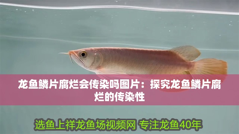 龍魚(yú)鱗片腐爛會(huì)傳染嗎圖片：探究龍魚(yú)鱗片腐爛的傳染性