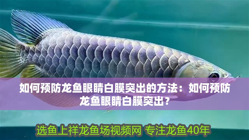如何預防龍魚眼睛白膜突出的方法：如何預防龍魚眼睛白膜突出？