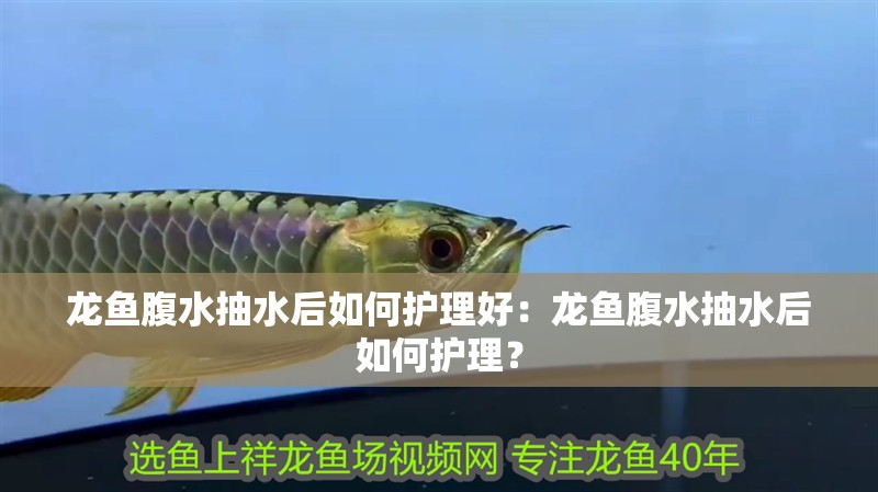 龍魚腹水抽水后如何護理好：龍魚腹水抽水后如何護理？
