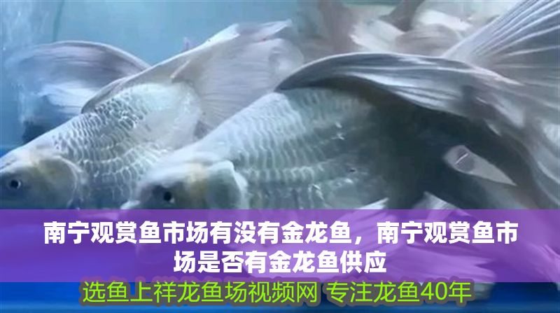 南寧觀賞魚市場有沒有金龍魚，南寧觀賞魚市場是否有金龍魚供應