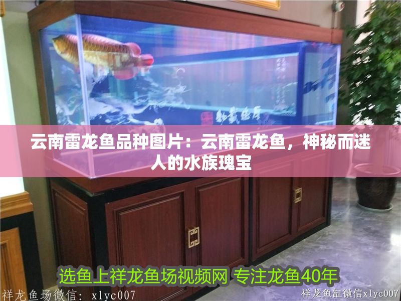 云南雷龍魚品種圖片：云南雷龍魚，神秘而迷人的水族瑰寶 云南雷龍魚品種圖片：云南雷龍魚，神秘而迷人的水族瑰寶 龍魚百科 第1張