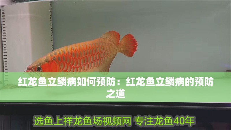 紅龍魚立鱗病如何預(yù)防：紅龍魚立鱗病的預(yù)防之道