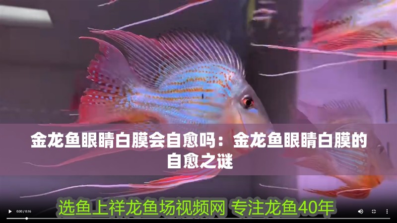 金龍魚眼睛白膜會自愈嗎：金龍魚眼睛白膜的自愈之謎