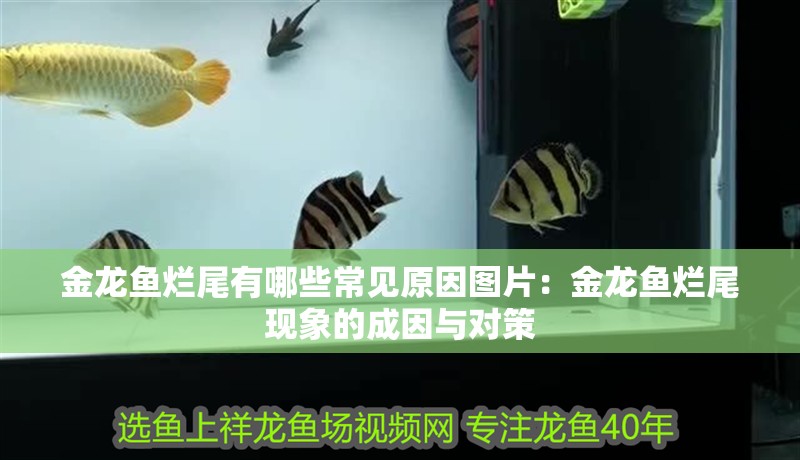 金龍魚爛尾有哪些常見原因圖片：金龍魚爛尾現象的成因與對策