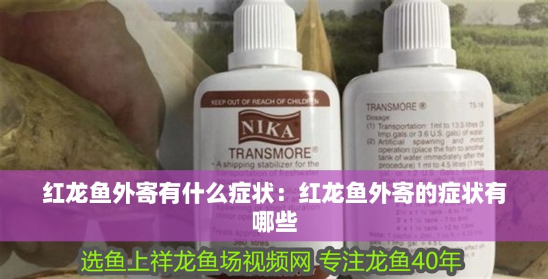 虎魚天天黑來點赤瞳黃金 紅龍魚外寄有什么癥狀:紅龍魚外寄的癥狀有哪些 水族問答 紅龍魚外寄有什么癥狀:紅龍魚外寄的癥狀有哪些 紅龍魚外寄有什么癥狀:紅龍魚外寄的癥狀有哪些 水族問答