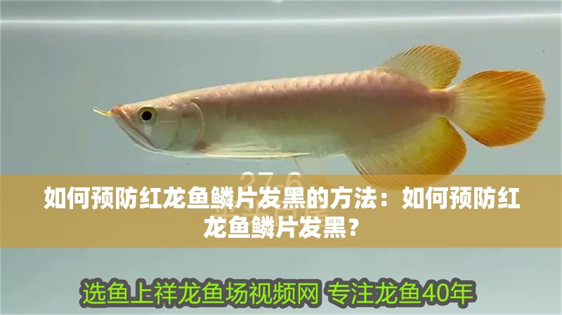 如何預防紅龍魚鱗片發黑的方法：如何預防紅龍魚鱗片發黑？