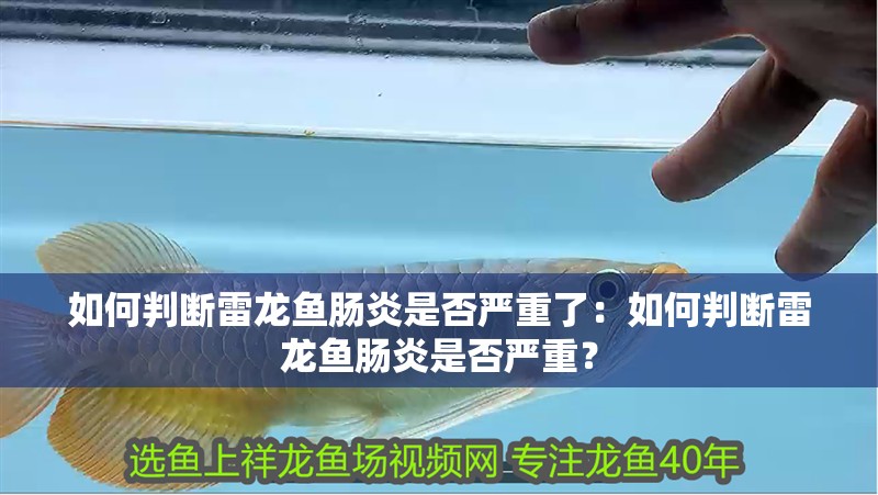如何判斷雷龍魚腸炎是否嚴重了：如何判斷雷龍魚腸炎是否嚴重？
