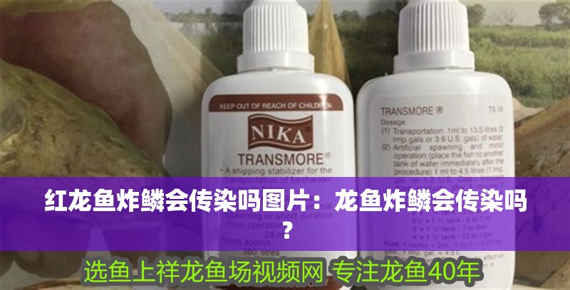 紅龍魚炸鱗會傳染嗎圖片：龍魚炸鱗會傳染嗎？