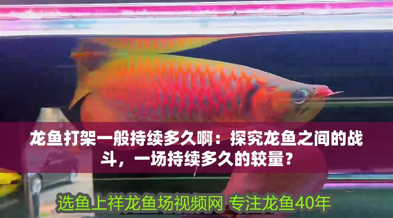 龍魚打架一般持續(xù)多久?。禾骄魁堲~之間的戰(zhàn)斗，一場持續(xù)多久的較量？
