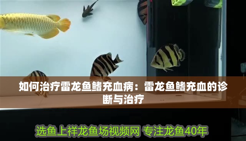 如何治療雷龍魚鰭充血病：雷龍魚鰭充血的診斷與治療