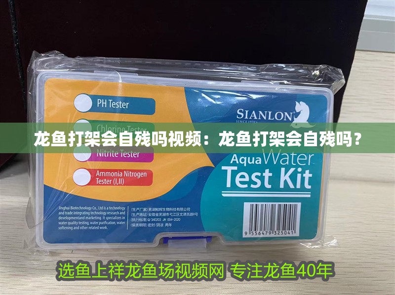 龍魚(yú)打架會(huì)自殘嗎視頻：龍魚(yú)打架會(huì)自殘嗎？