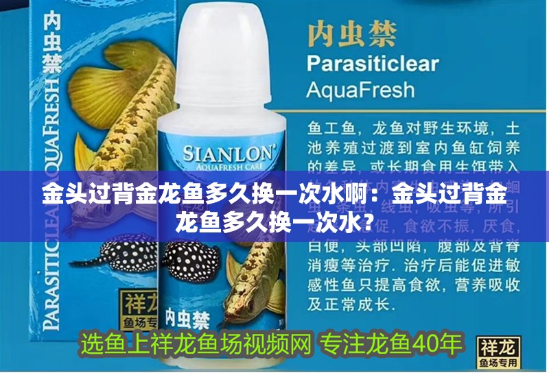 金頭過背金龍魚多久換一次水啊：金頭過背金龍魚多久換一次水？