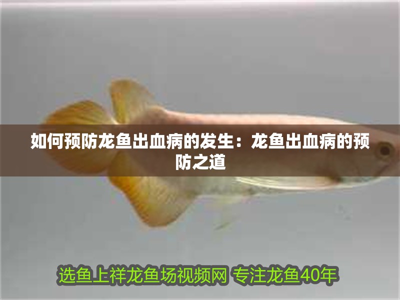 如何預防龍魚出血病的發生：龍魚出血病的預防之道