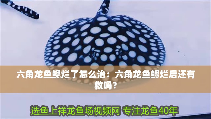 六角龍魚鰓爛了怎么治：六角龍魚鰓爛后還有救嗎？