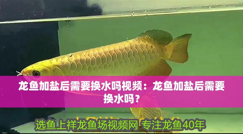 龍魚加鹽后需要換水嗎視頻：龍魚加鹽后需要換水嗎？