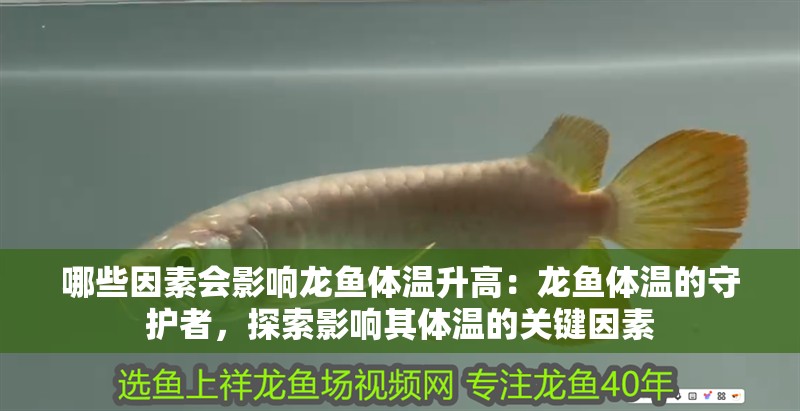 哪些因素會(huì)影響龍魚體溫升高：龍魚體溫的守護(hù)者，探索影響其體溫的關(guān)鍵因素