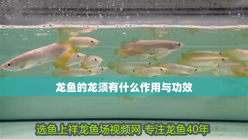 龍魚的龍須有什么作用與功效