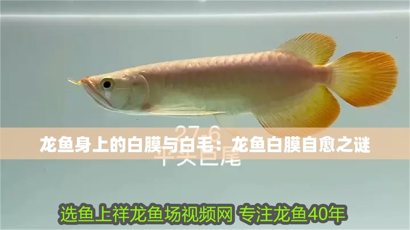 龍魚身上的白膜與白毛：龍魚白膜自愈之謎