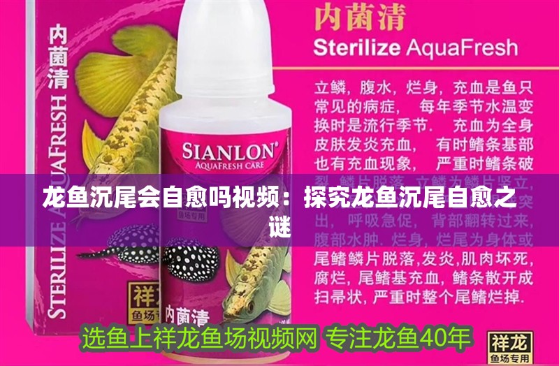 龍魚(yú)沉尾會(huì)自愈嗎視頻：探究龍魚(yú)沉尾自愈之謎