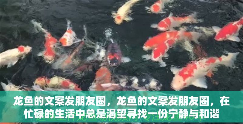 龍魚的文案發朋友圈，龍魚的文案發朋友圈，在忙碌的生活中總是渴望尋找一份寧靜與和諧