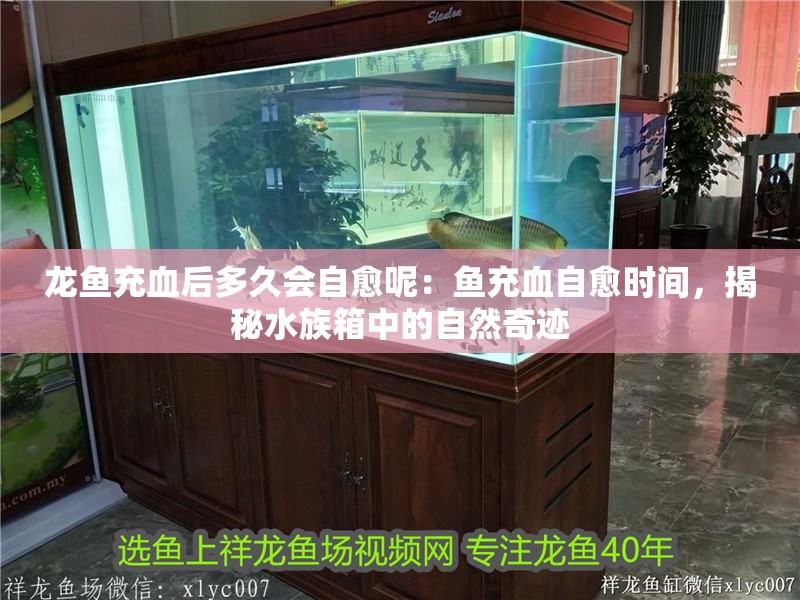 龍魚充血后多久會自愈呢：魚充血自愈時間，揭秘水族箱中的自然奇跡