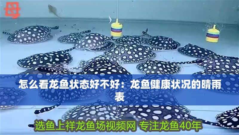 怎么看龍魚狀態(tài)好不好：龍魚健康狀況的晴雨表