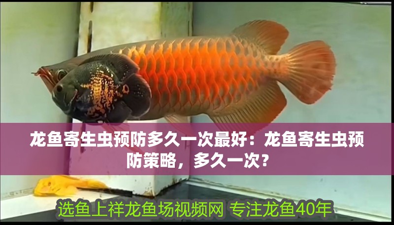 龍魚寄生蟲預防多久一次最好：龍魚寄生蟲預防策略，多久一次？