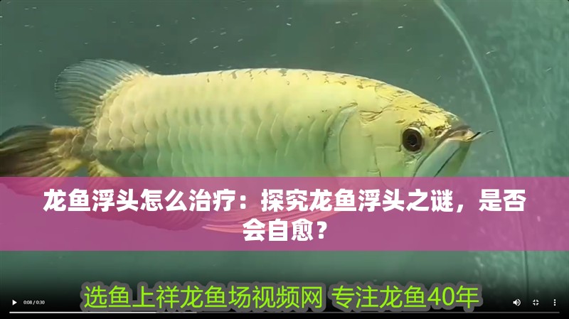 龍魚浮頭怎么治療：探究龍魚浮頭之謎，是否會(huì)自愈？
