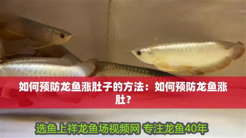 如何預防龍魚漲肚子的方法：如何預防龍魚漲肚？