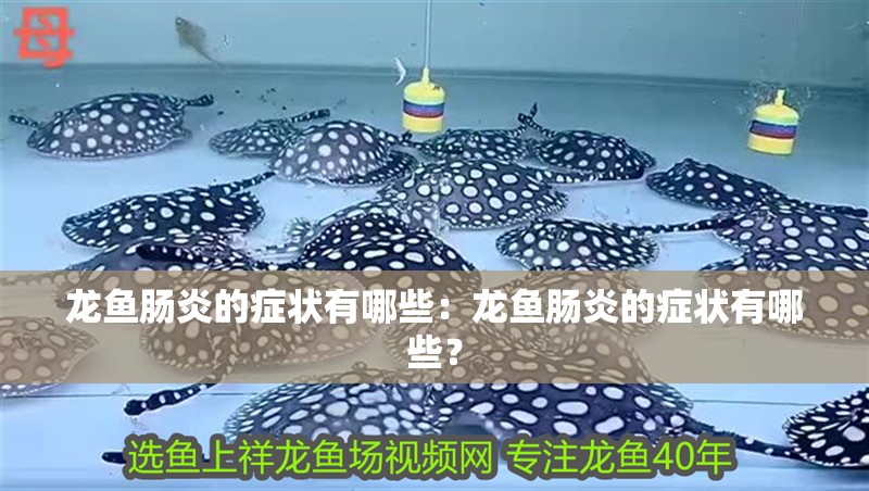 龍魚腸炎的癥狀有哪些：龍魚腸炎的癥狀有哪些？