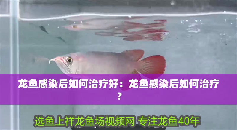 龍魚(yú)感染后如何治療好：龍魚(yú)感染后如何治療？